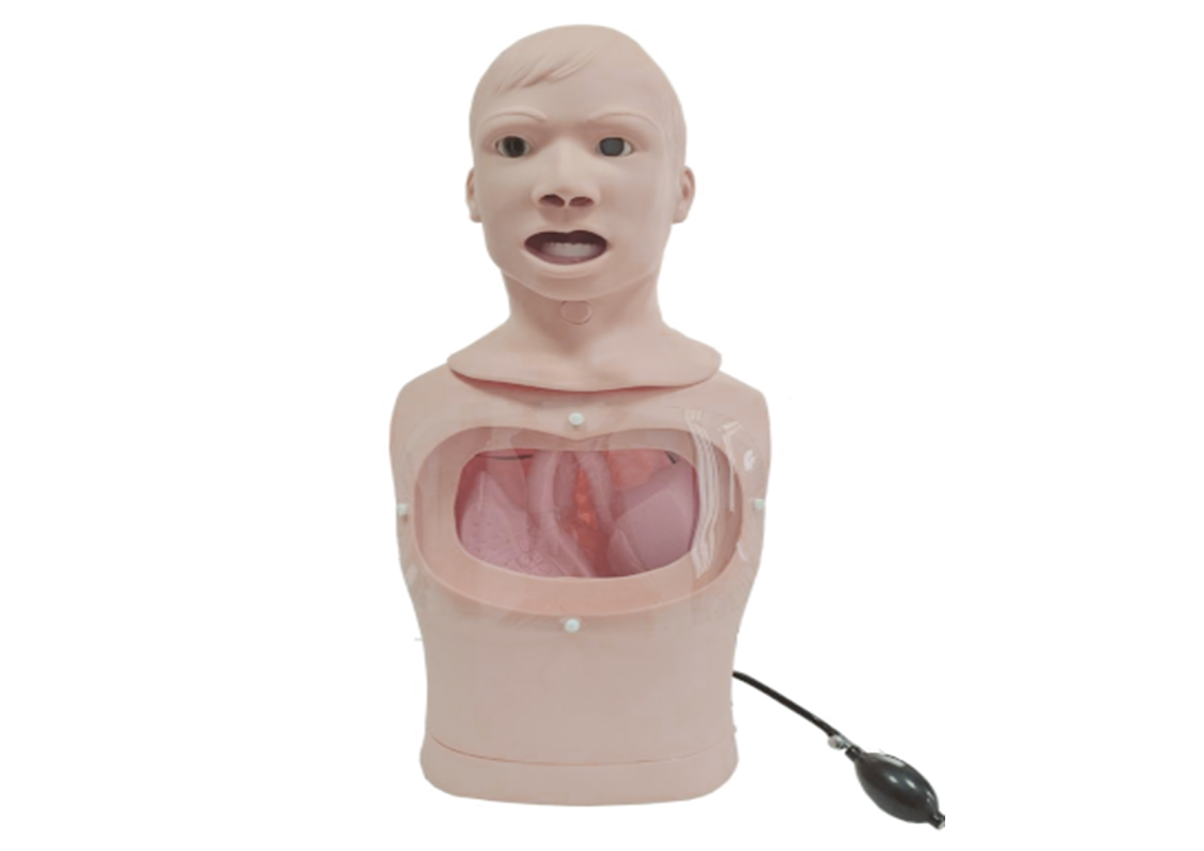 MN021三腔二囊管止血训练模型